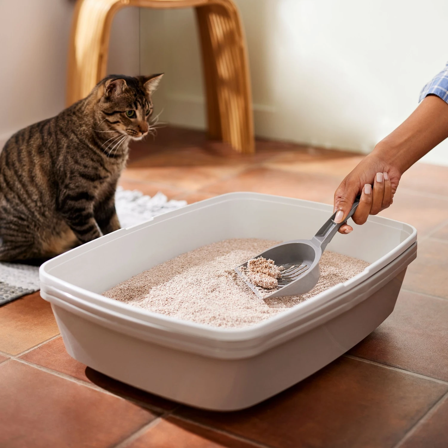 Frisco Natural Unscented Clumping Grass Cat Litter - Image 5