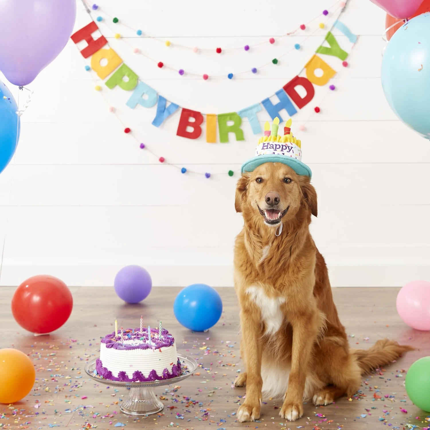 Frisco Birthday Cake Dog & Cat Hat - Image 5
