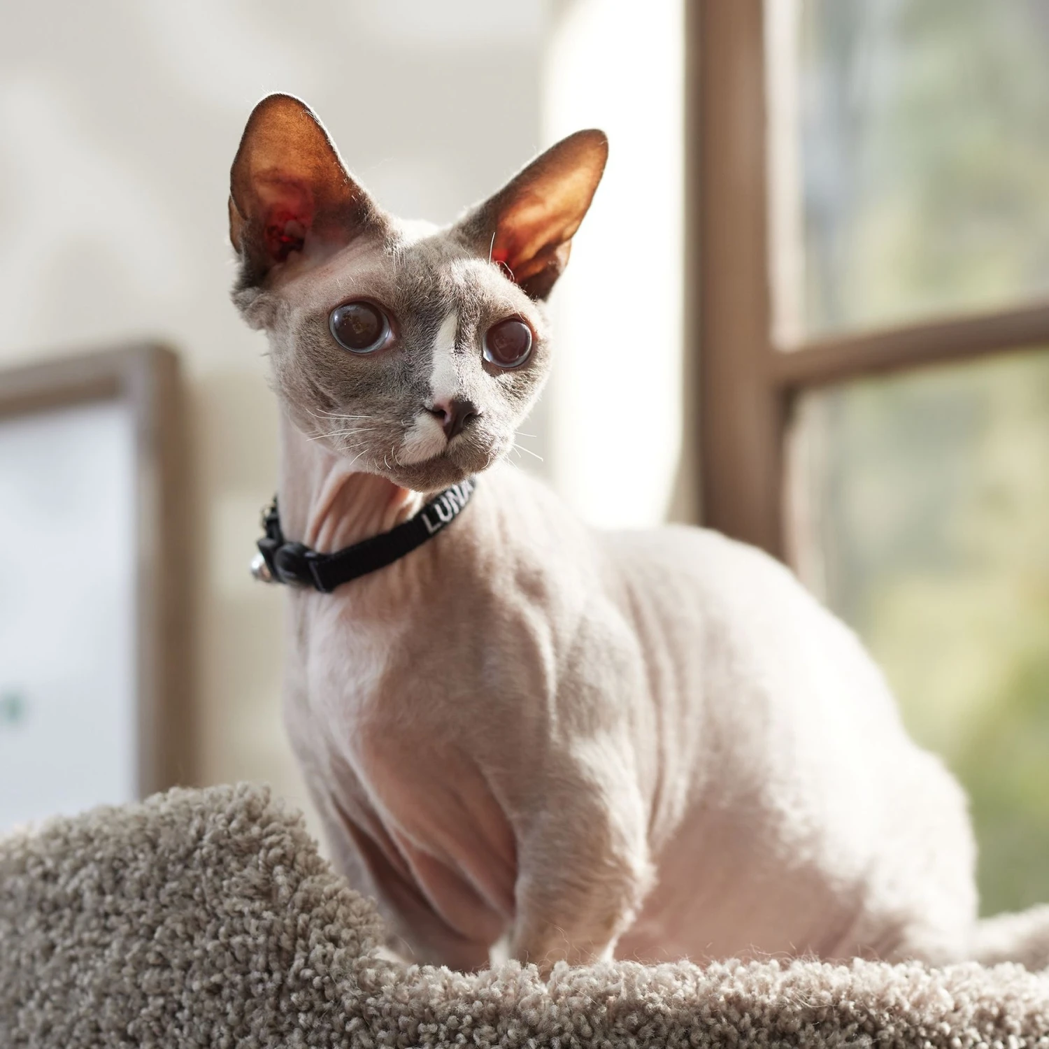 Frisco Nylon Personalized Breakaway Cat Collar With Bell - Image 6