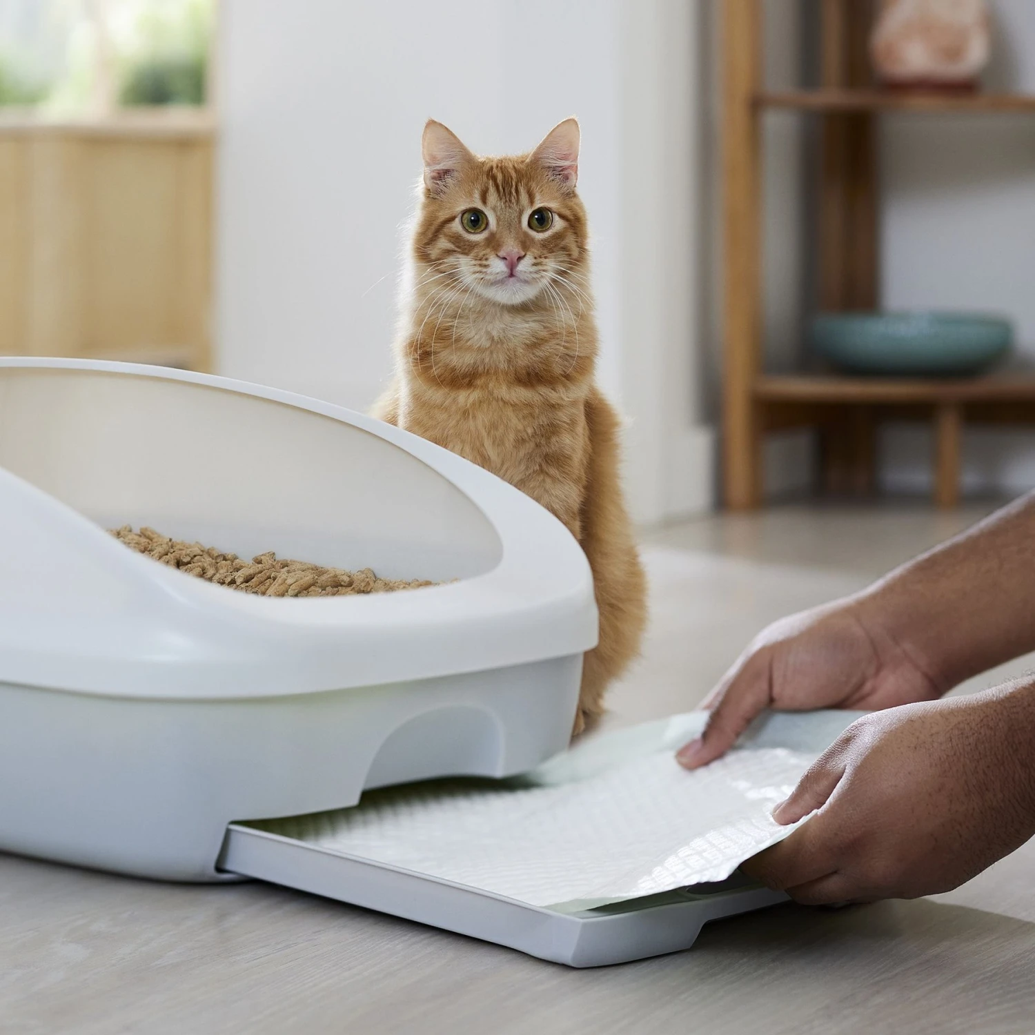 Frisco Cat Litter Pads, Scented - Image 6