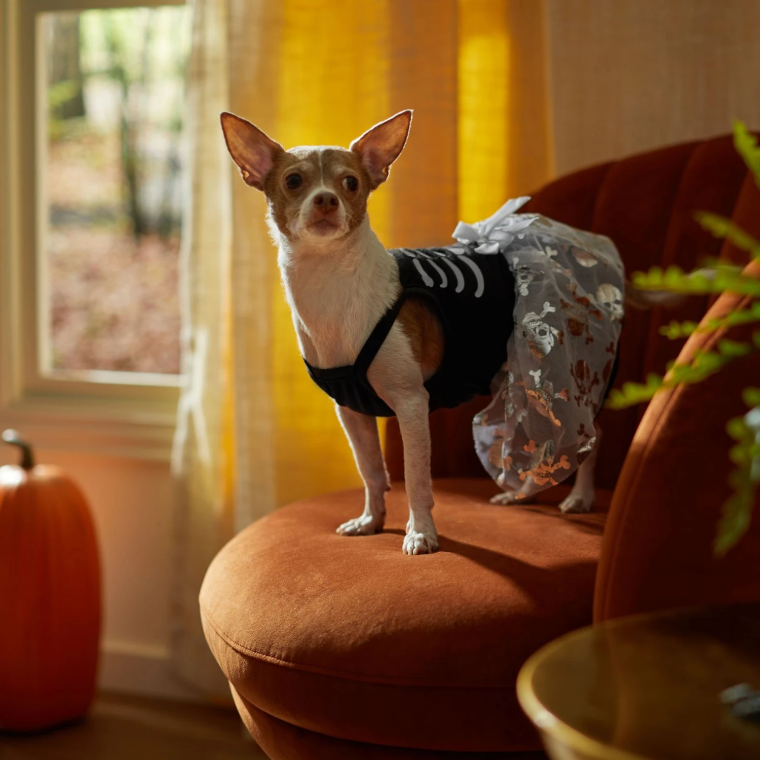 Frisco Silver Metallic Skull Dog & Cat Dress - Image 5