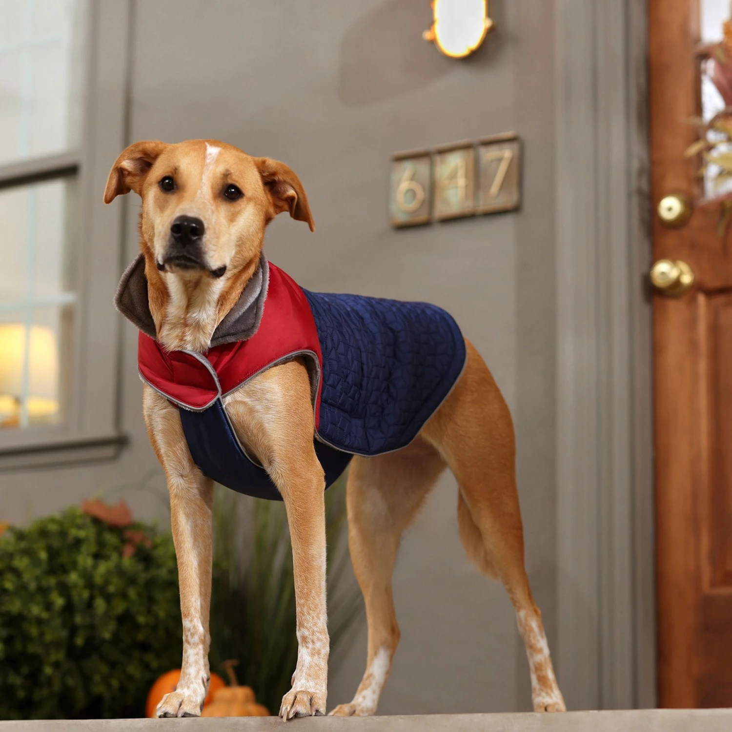 Frisco Mediumweight Cubed Dog & Cat Coat - Image 7