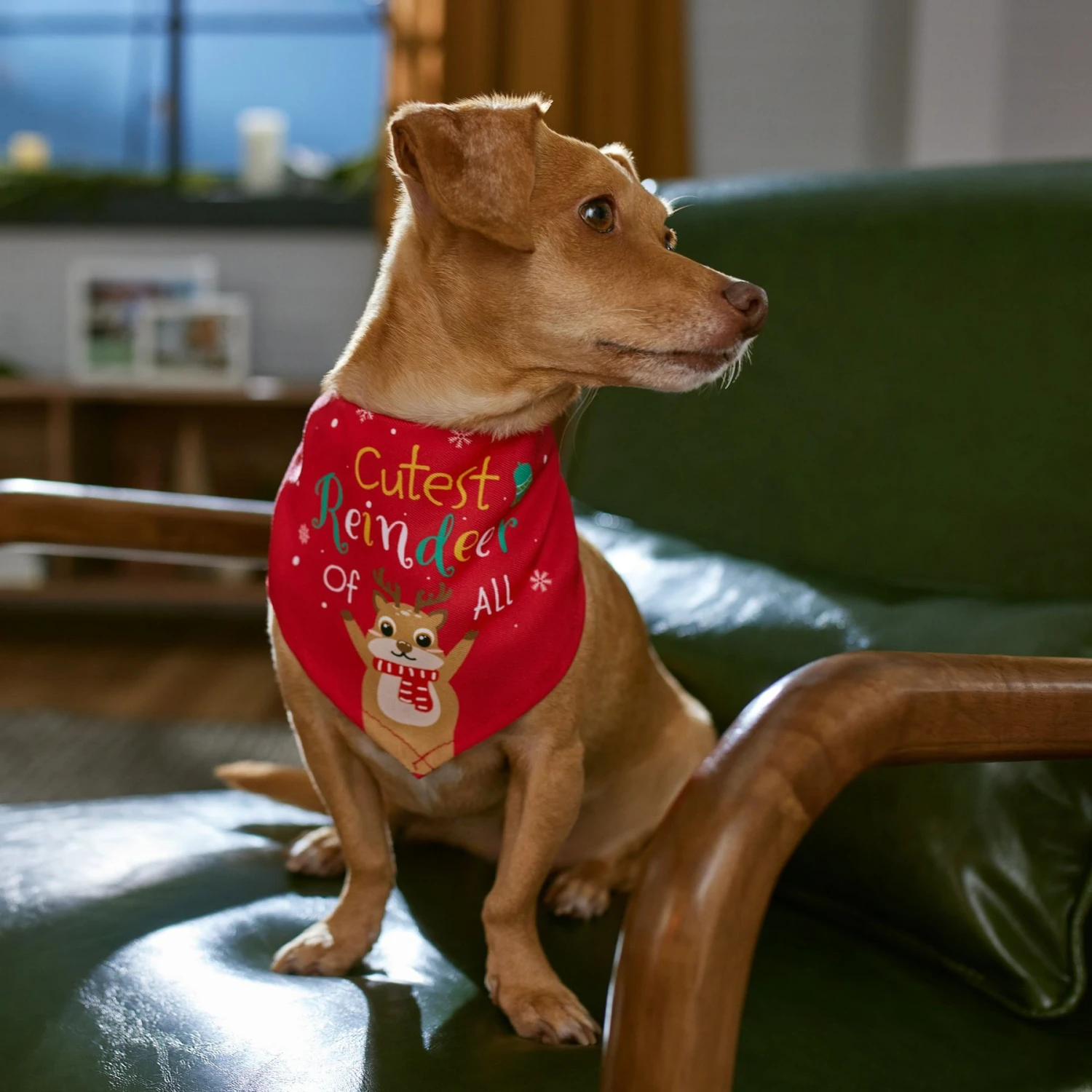 Frisco Cutest Reindeer Of All Dog & Cat Bandana - Image 7
