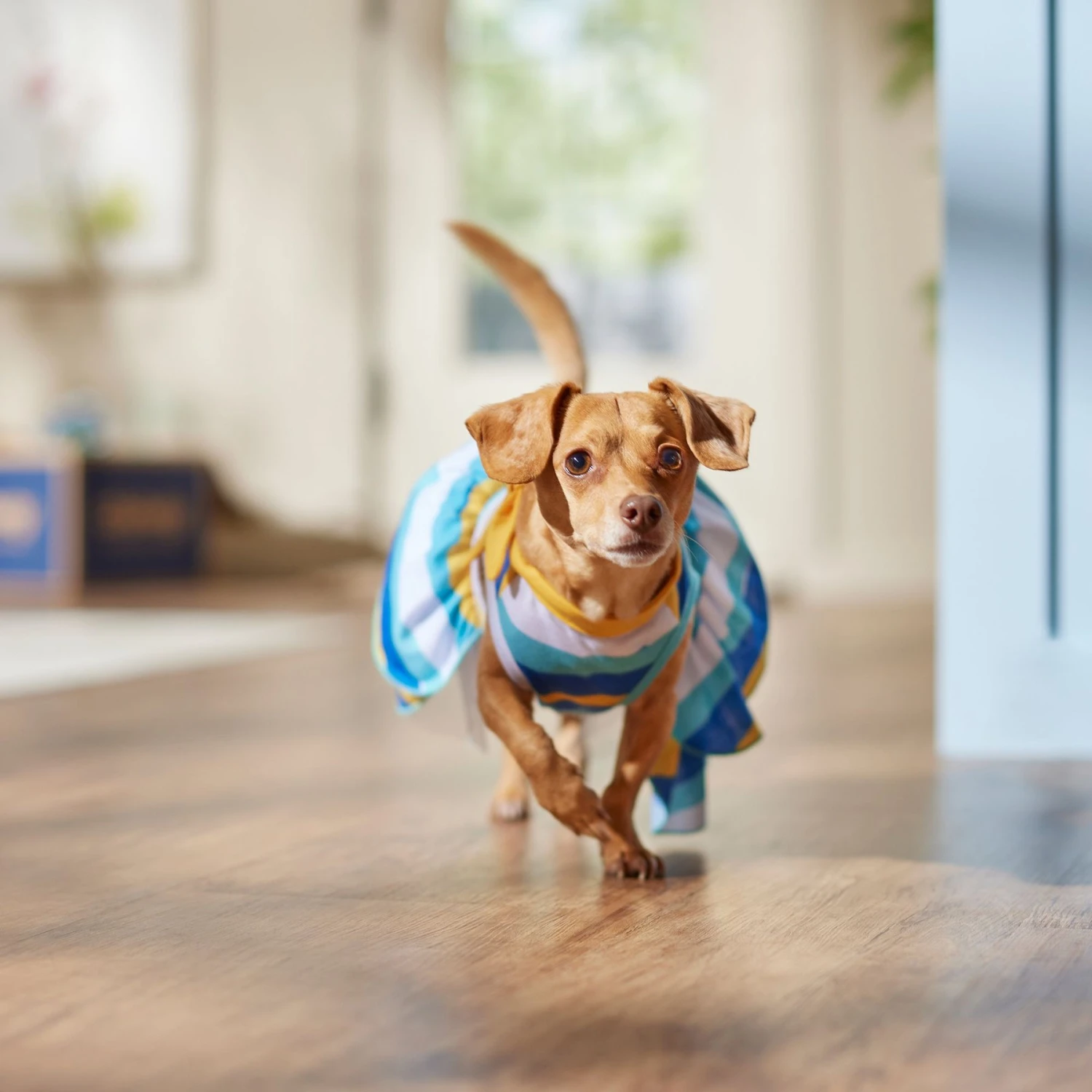 Frisco Beach Vibes Dog & Cat Dress - Image 6